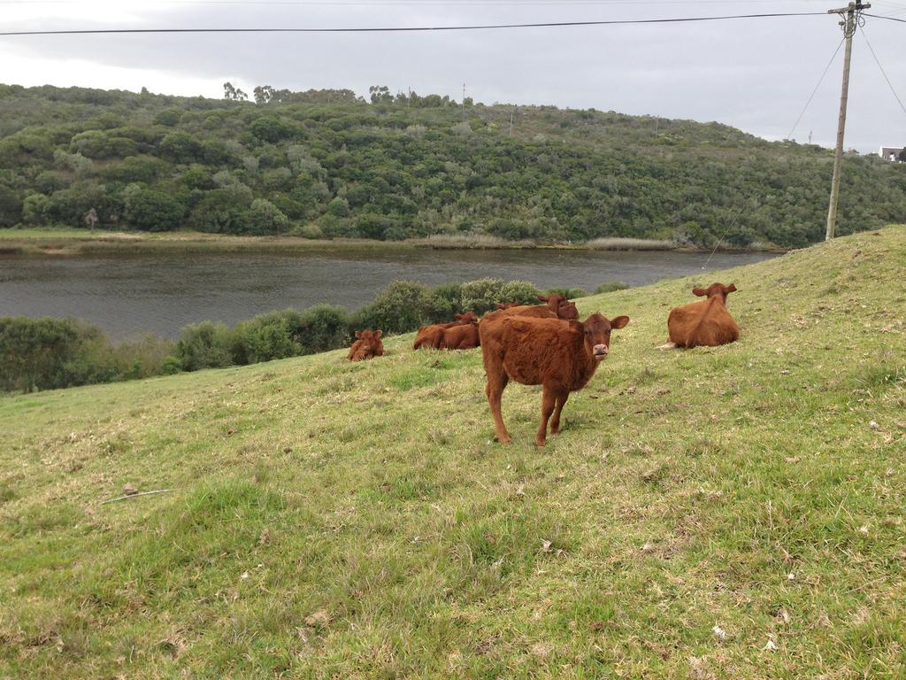 Waterryk Eco Guest Farm Lejlighed Stilbaai Eksteriør billede