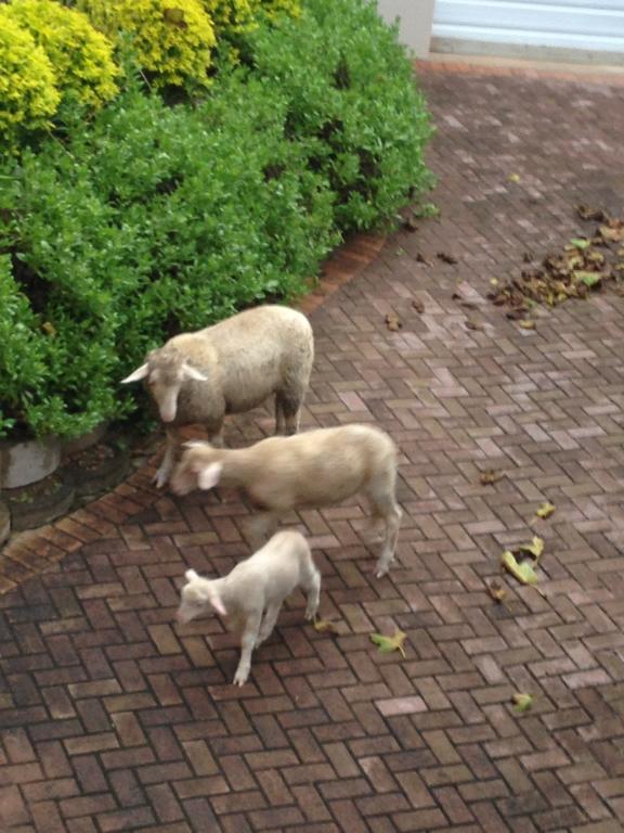 Waterryk Eco Guest Farm Lejlighed Stilbaai Eksteriør billede
